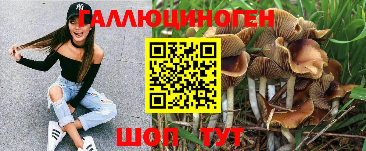 Галлюциногенные грибы Psilocybe Моршанск